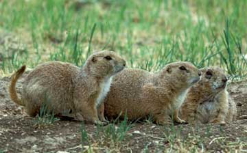 06-02-09-prairiedog