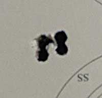Sig Maqtch Ballistic Alloy 5 shots