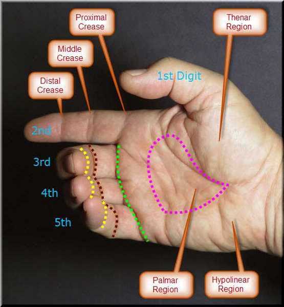 parts of the hand