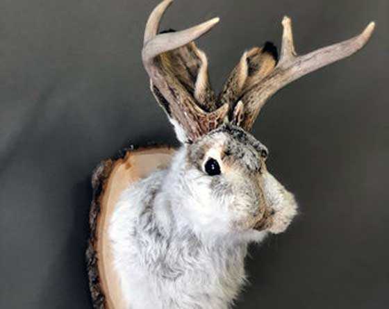 Jackalope