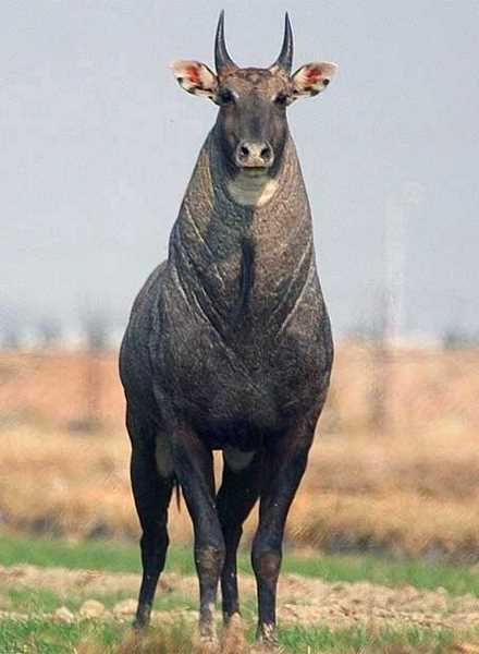 nilgai