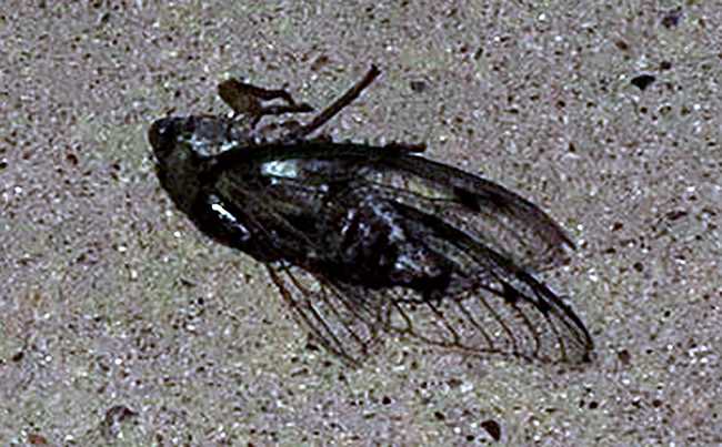 cicada