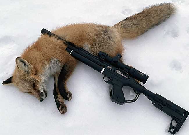 Notos fox