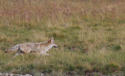 coyote running through tall grass