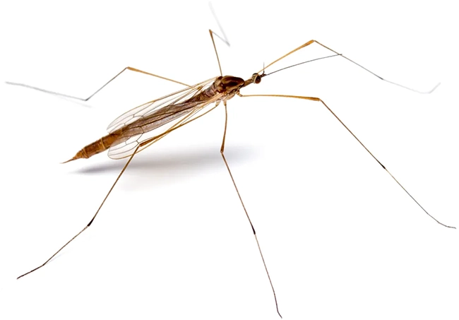 crane fly
