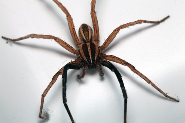 wolf spider