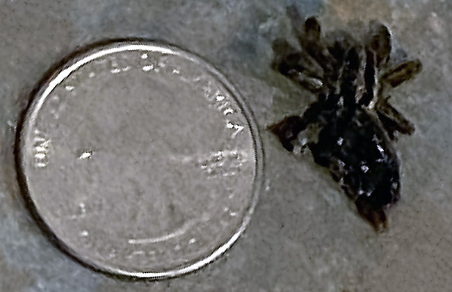 wolf spider dead