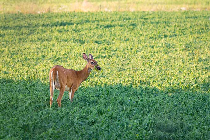 deer standing in a food plot of field peas
