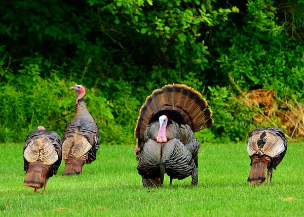 spring turkey bowhunt