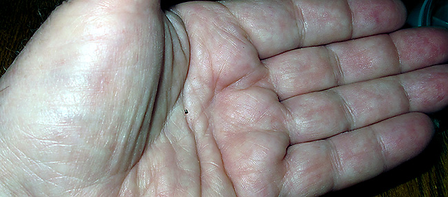 watch screw hand