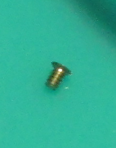watch screw enlarged