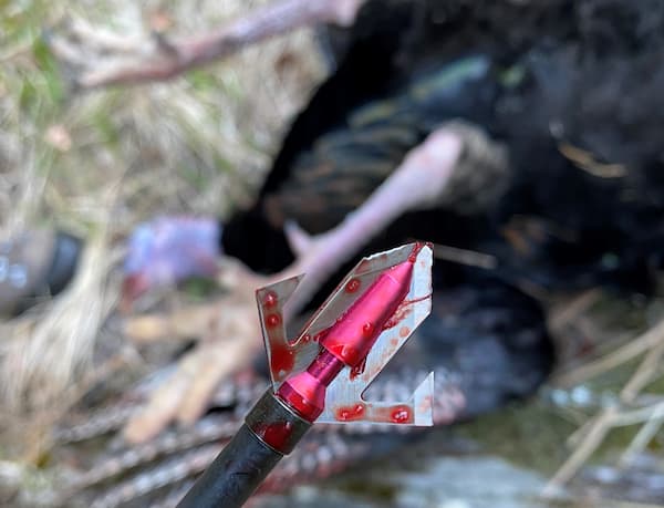 Choose a suitable turkey hunting tip for your arrows and bolts. The author’s wife used this tip previously manufactured by Fuse Archery.