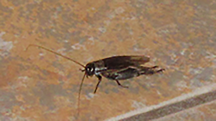 Bug-A-Salt cricket