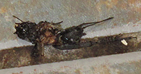 Bug-A-Salt cricket body
