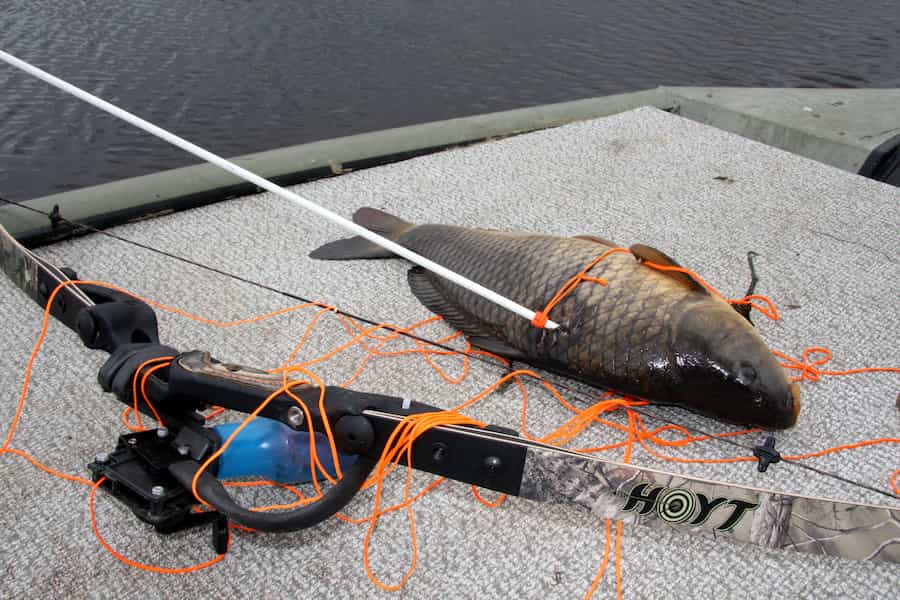 Bowfishing equipment and common carp on deck.