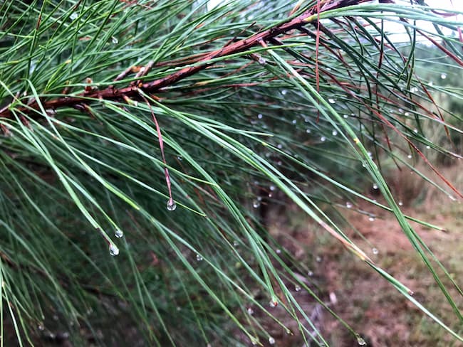 rain on a pine branch dripping onto the grass