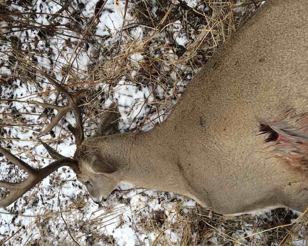 Rage expandable broadheads have a massive cutting diameter, so they create a gaping wound channel.