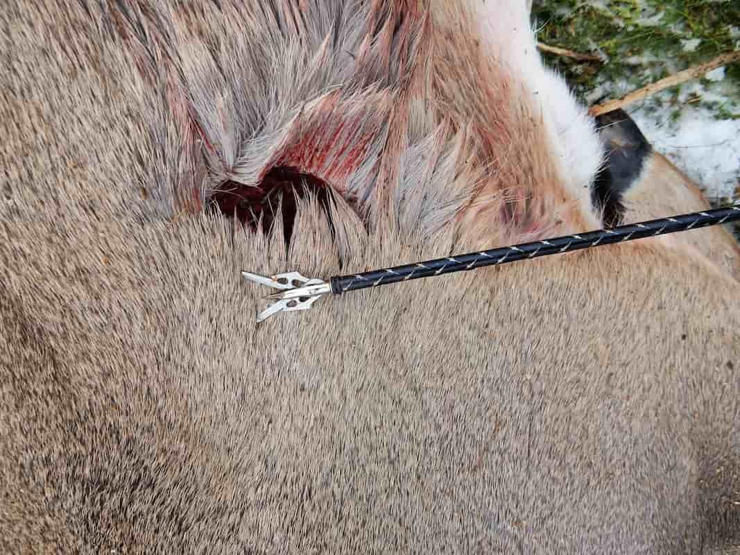 Rage expandable broadhead sitting next to the wound channel on the deer it passed through.