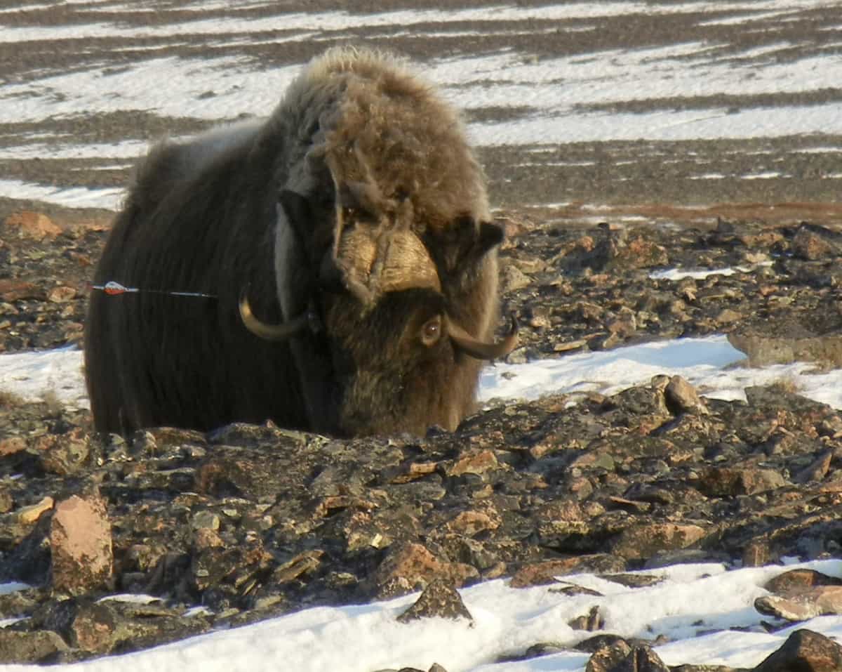 Kevin used a 100-grain fixed blade G5 Montec to take this muskox in Nunavut. A muskox is a very tough game animal.