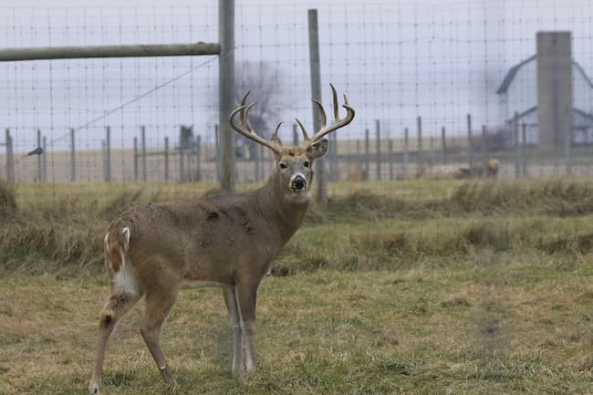 9 point buck quartering away.