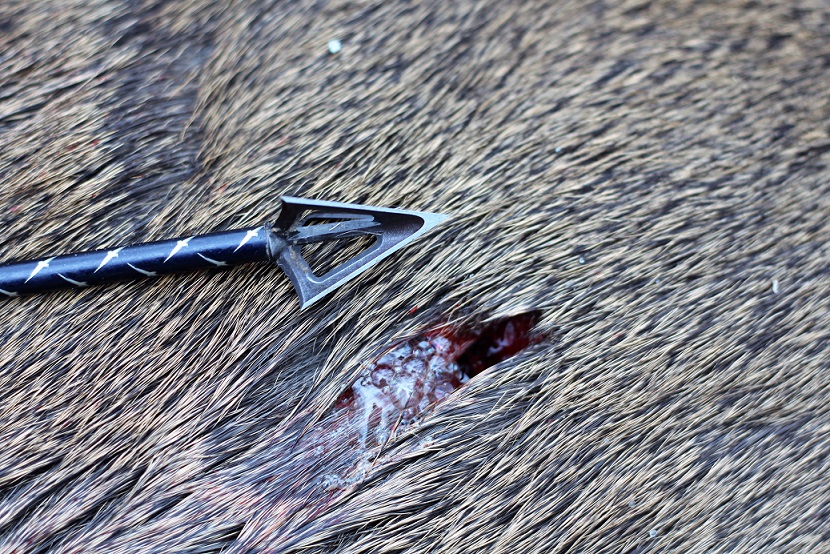 arrowhead displayed next to wound on deer hide