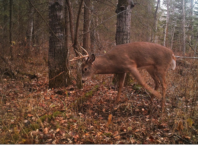 a young buck sniffing out pheromones