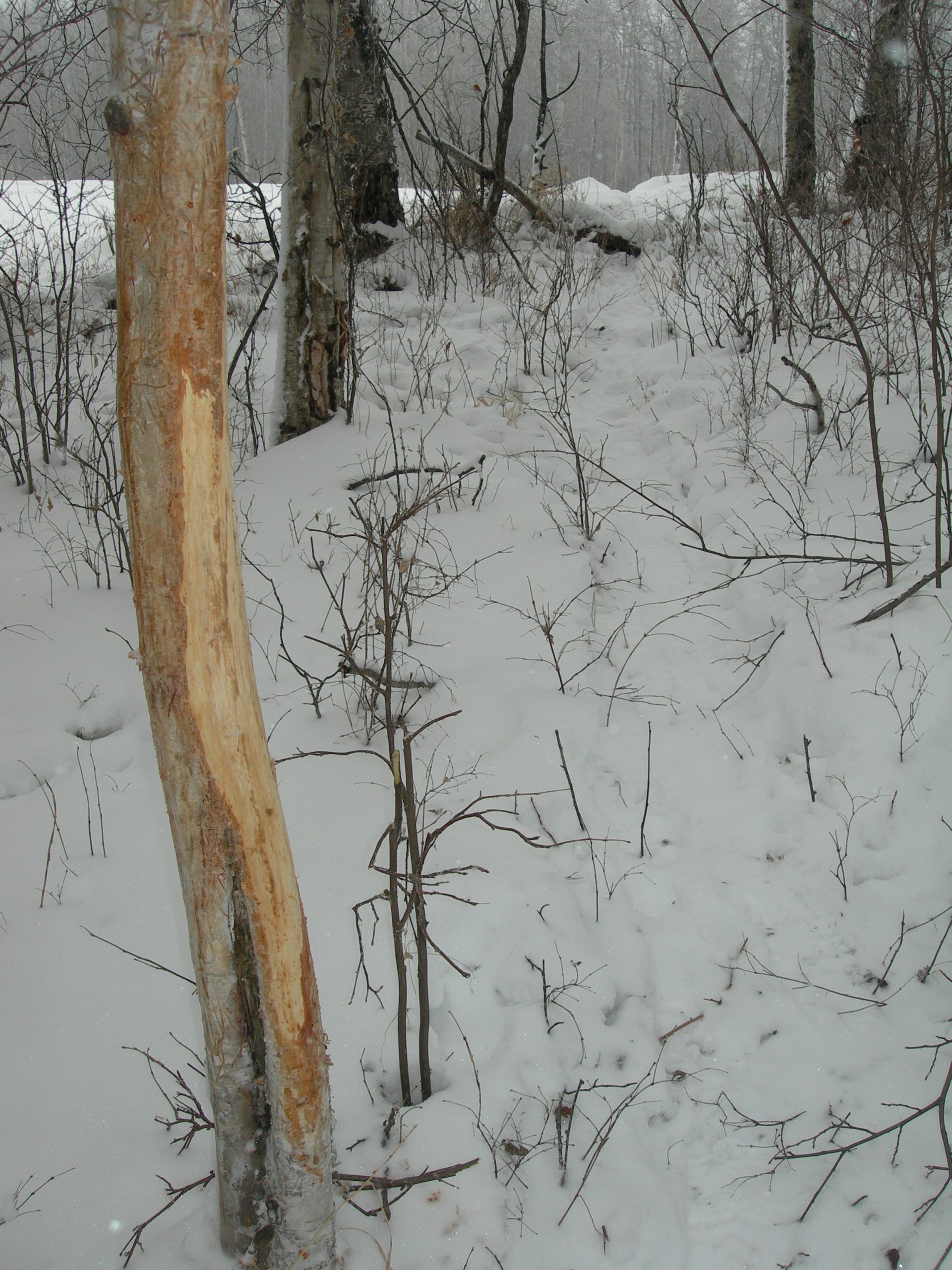 Antler rubs showing on a small tree.