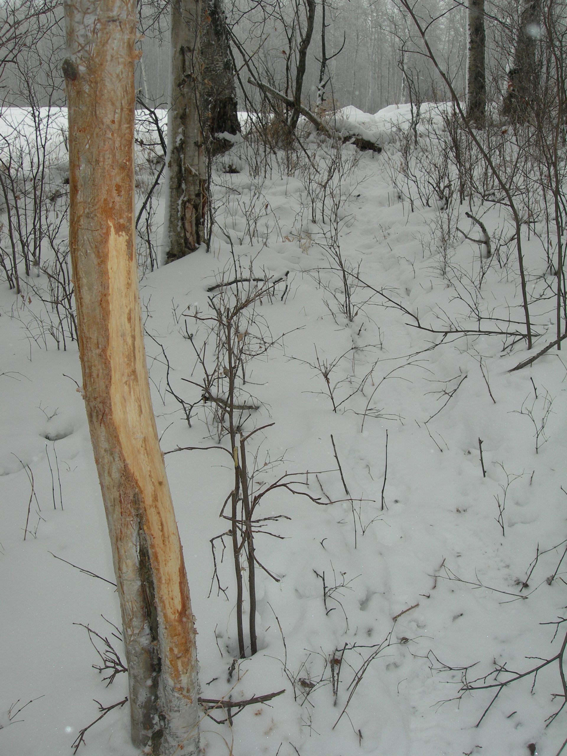 rubs and scrapes by antlers are evidence of deer activity in the area