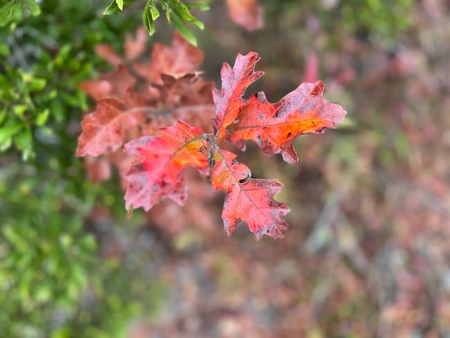 fall leaf