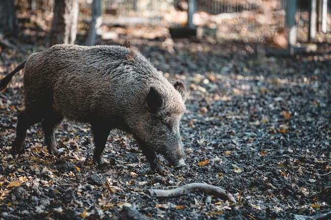 Wild hog roaming through the forest.