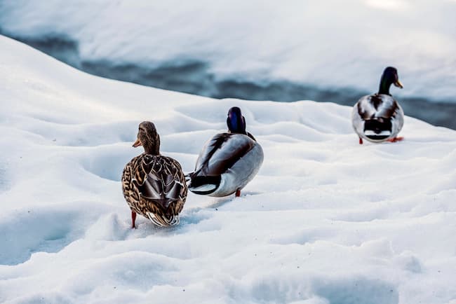 three ducks making their way to the river in the snow.