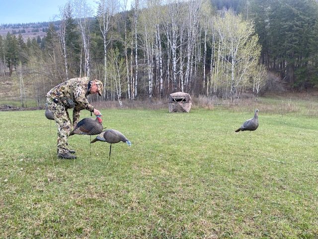 Bow hunting turkeys. hunter setting up turkey decoys in front of a hunting blind.