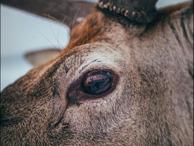 closeup of elk focused on the eye.