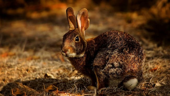 rabbit hunched in the grass, looking toward the camera