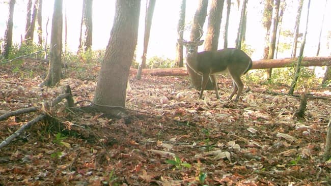 trail cam footage of a deer in the woods