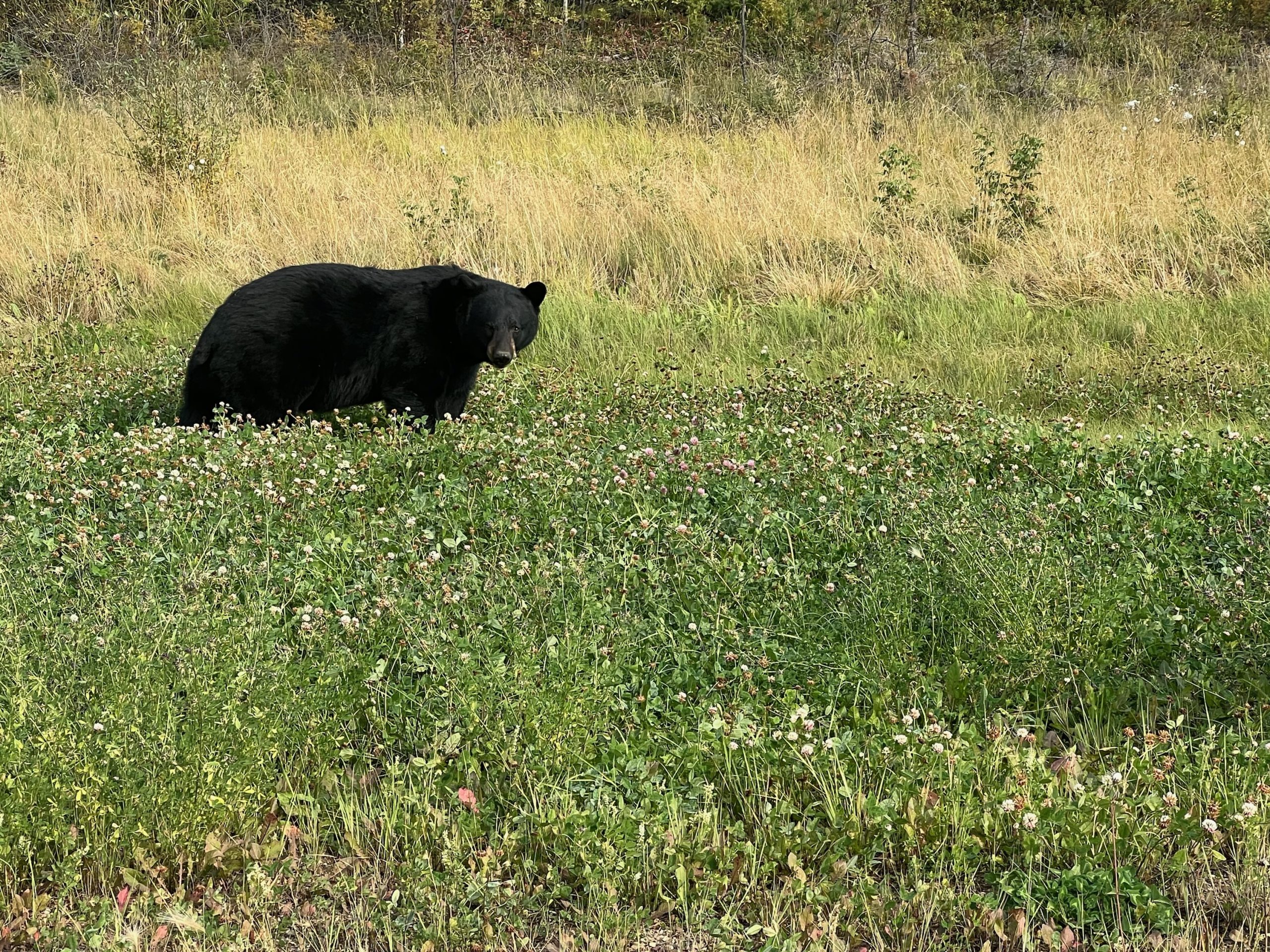 black bear in meadow