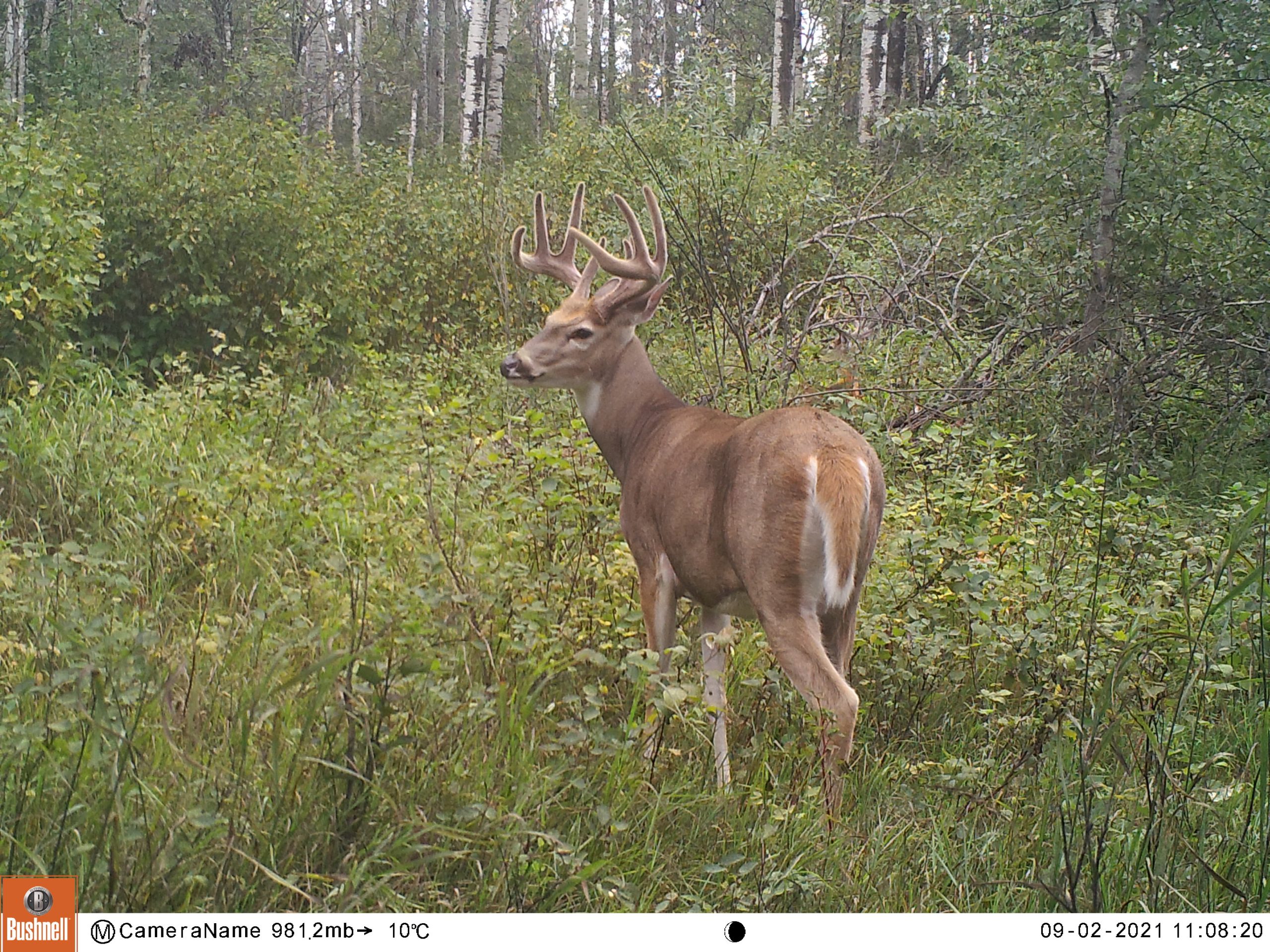 trail camera footage of a velvet buck looking over his left shoulder as he walks through a small clearing in the woods.