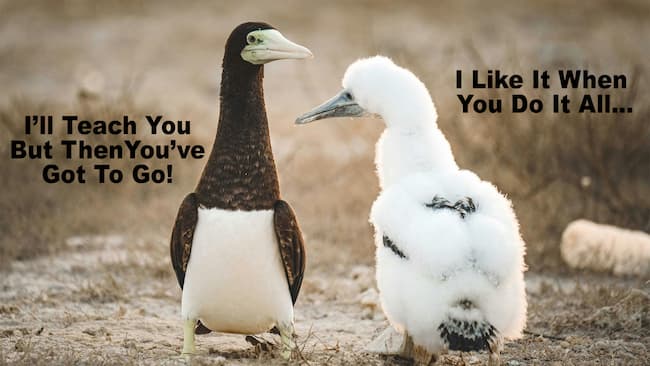 chatty birds