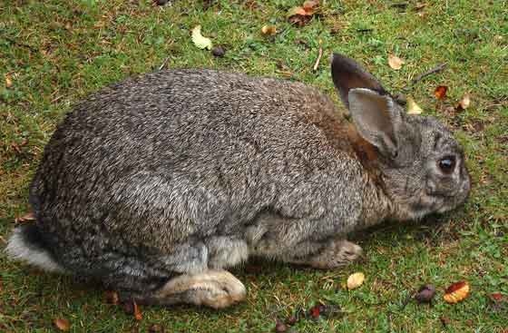 cottontail airgun hunting