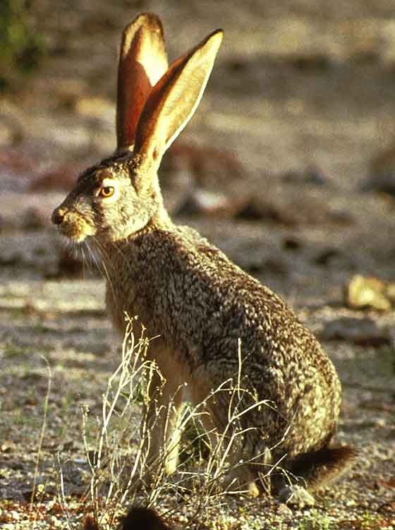 jackrabbit airgun hunting