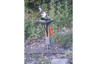 Customer image for Gamo Target Faces, Fits Squirrel | Pyramyd AIR 1