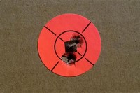 Customer image for Benjamin Trail NP2 Air Rifle, Scope, Wood Stock | Pyramyd AIR 3