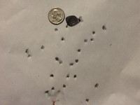 Customer image for Daisy 408 CO2 Dual Ammo BB/Pellet Pistol | Pyramyd AIR 1
