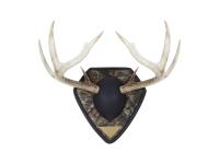 Allen Big Buck, Image 2