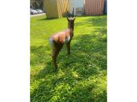 Real Wild 3D, Image 5