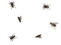 Champion Precision Fly, Image 3