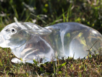 Clear Ballistic Gel, Image 3