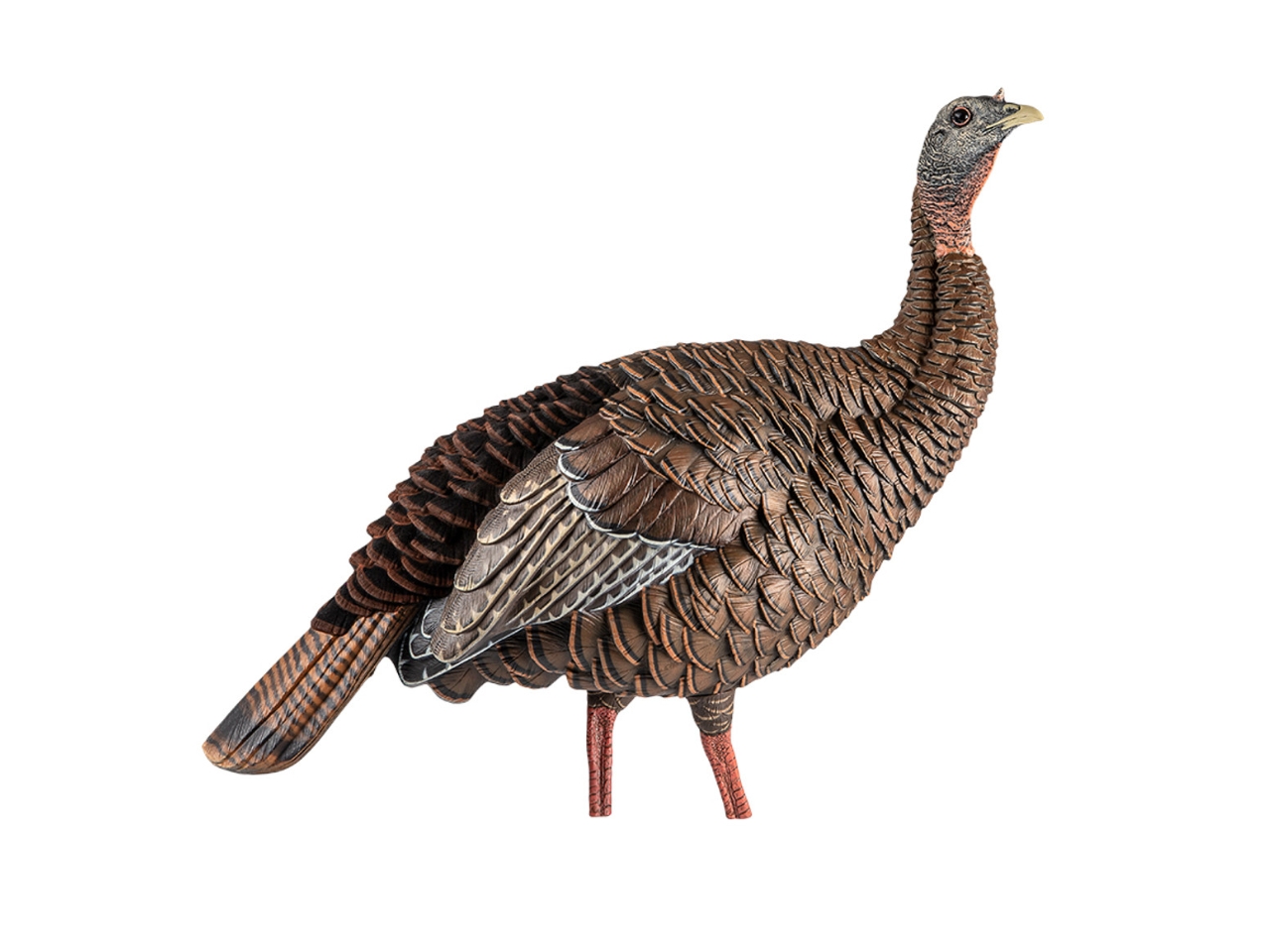 Avian-X HDR Hen, Image 2
