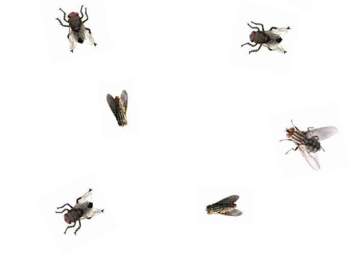 Champion Precision Fly, Image 3